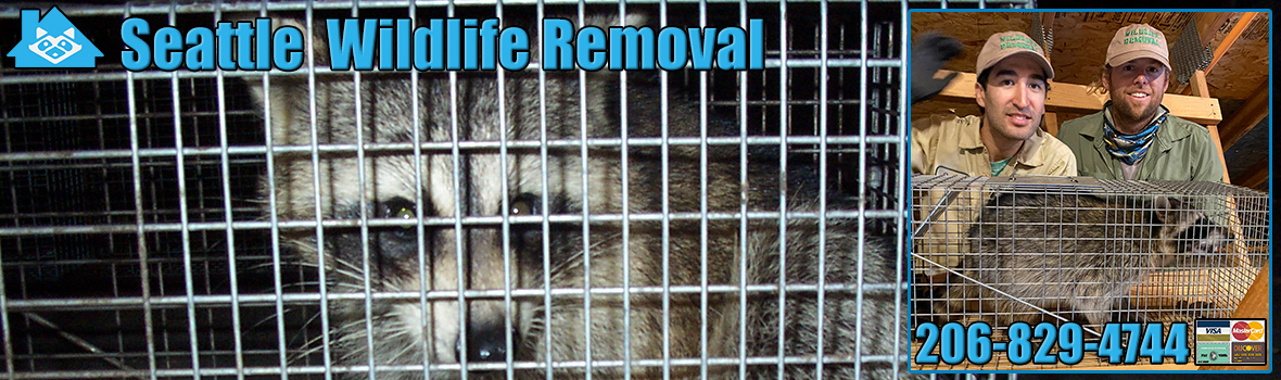 Seattle Wildlife and Animal Removal